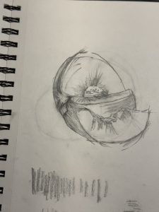 Sketched image of a Peach